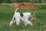 FOX TERRIER 681